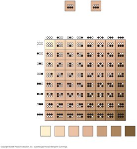 Polygenic inheritance of skin color