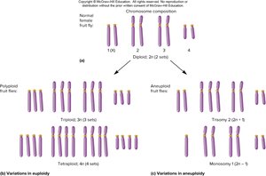 Diagram showing variations in chromosome number: euploidy, polyploidy, and aneuploidy