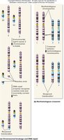 Diagram of chromosome rearrangements: deletion, duplication, inversion, and translocation