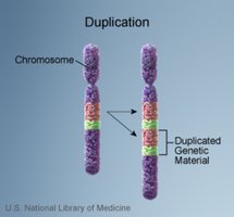 Chromosome with duplicated genetic material