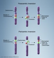 Diagram showing paracentric and pericentric inversions