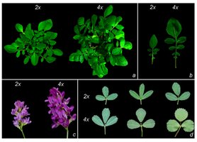 Comparison of diploid and polyploid plants