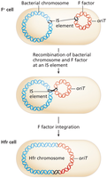 Hfr chromosome formation by F factor integration