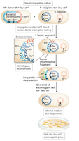 Detection of exconjugants after Hfr conjugation