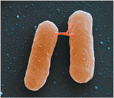Bacterial conjugation: two cells connected by pilus