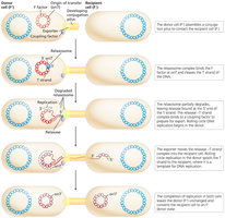 Conjugation mechanism: F+ to F- cell DNA transfer