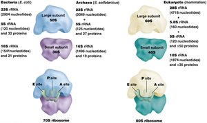 Ribosomes of bacteria and eukaryotes