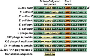 Shine-Dalgarno sequence alignment in bacteria