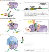 Initiation of bacterial translation