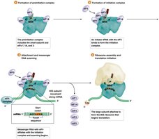 Initiation of eukaryotic translation