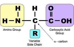 General structure of an amino acid