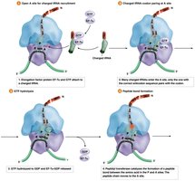 Bacterial translation elongation