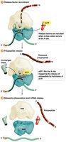 Termination of translation by release factors