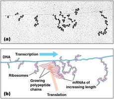 Polyribosomes