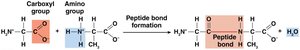 Peptide bond formation between amino acids