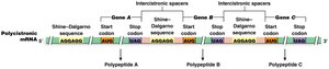 Polycistronic mRNA in bacteria
