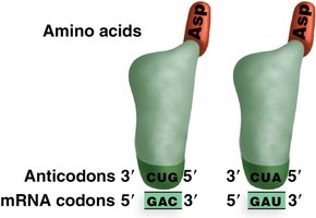 Codon-anticodon pairing