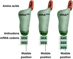 Effect of wobble on codon-anticodon pairing