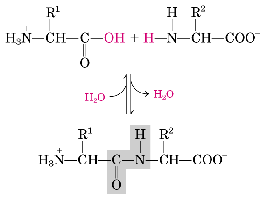 Chemical reaction of peptide bond formation