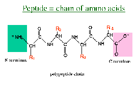Polypeptide chain with N-terminus and C-terminus