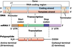 Alignment of DNA, mRNA, and polypeptide