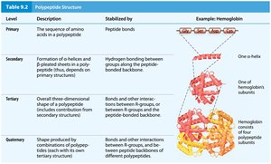 Table of polypeptide structure levels