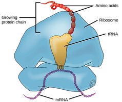 Ribosome structure and translation