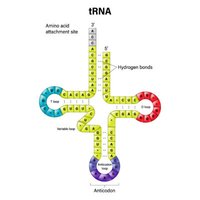 tRNA cloverleaf structure