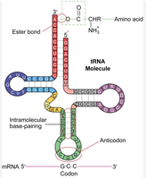 tRNA anticodon binding
