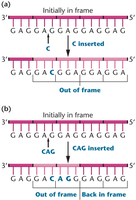 Frameshift mutation diagram