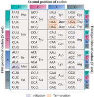 Start and stop codons in genetic code chart