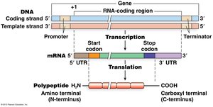 Diagram of gene expression from DNA to protein
