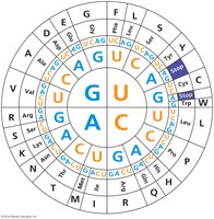 Genetic code table (codon wheel)