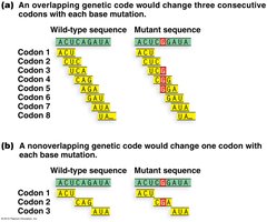 Overlapping vs. non-overlapping genetic code