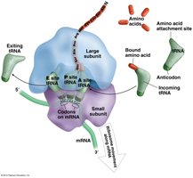 Ribosome structure and tRNA binding sites