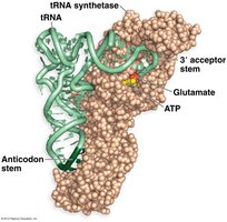Aminoacyl-tRNA synthetase charging a tRNA