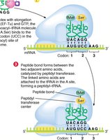 Elongation: peptide bond formation