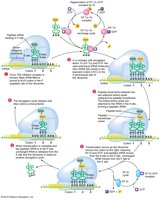 Elongation: ribosome translocation and tRNA movement