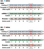 DNA, mRNA, and protein sequence alignment