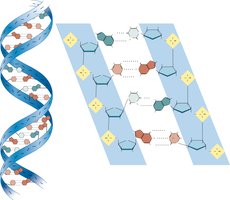 DNA double helix structure