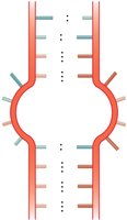 RNA secondary structures: bulge, internal loop, multibranched junction, stem-loop