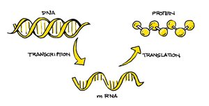 Central dogma: DNA to RNA to protein