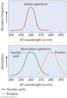 UV absorption and mutagenesis spectra