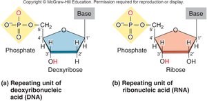 Repeating units of DNA and RNA