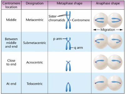 Chromosome types by centromere location