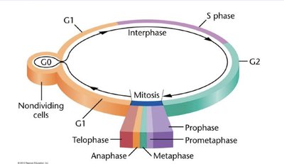 Cell cycle diagram