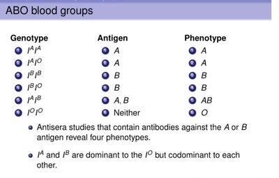 ABO blood group genotypes and phenotypes