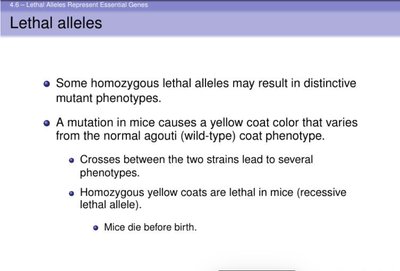 Lethal alleles in mice