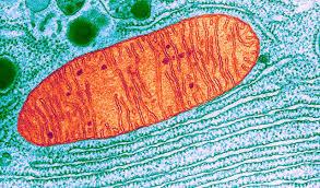 Micrograph of mitochondrion