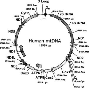 Human mitochondrial genome map